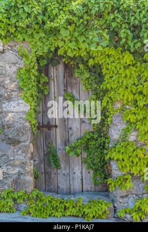 Vintage cancello in legno rustico con cerniere in metallo in un antico muro di pietra coperte nel verde delle vigne Foto Stock