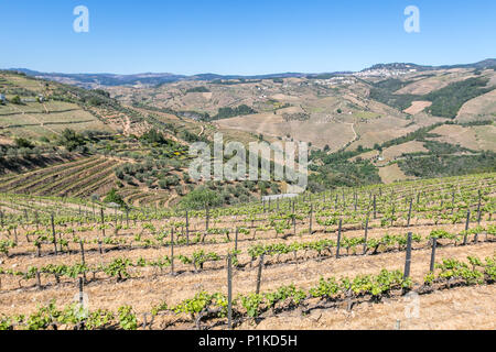 Valle del Douro, Portogallo. Foto Stock