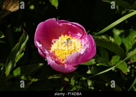 Bee la raccolta del polline di una peonia fiore (Paeonia lactiflora) o il cinese peonia, in fiore in maggio in un giardino. Foto Stock