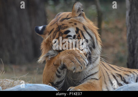 Royal tigre del Bengala, New Delhi, India - Aprile 5, 2018: Ritratto di un Royal tigre del Bengala (Panthera tigris tigris) sfrega gli occhi al Giardino Zoologico Nazionale Foto Stock