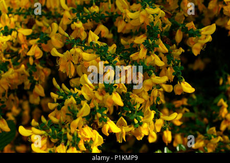Gorse flowering bush spring time on Dartmoor Foto Stock
