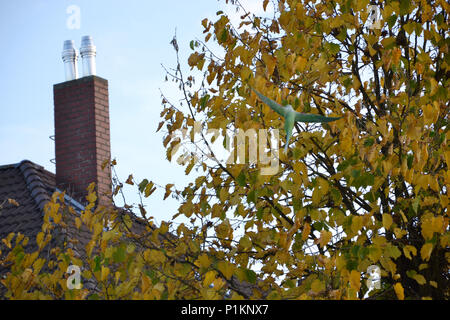 Ein Schwarm Halsbandsittiche in Köln Humboldt-Gremberg, 2013 Foto Stock