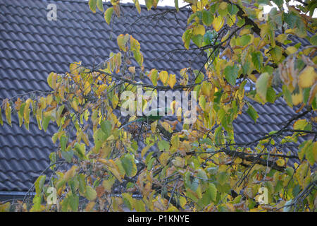 Ein Schwarm Halsbandsittiche in Köln Humboldt-Gremberg, 2013 Foto Stock