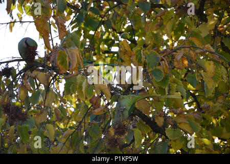 Ein Schwarm Halsbandsittiche in Köln Humboldt-Gremberg, 2013 Foto Stock