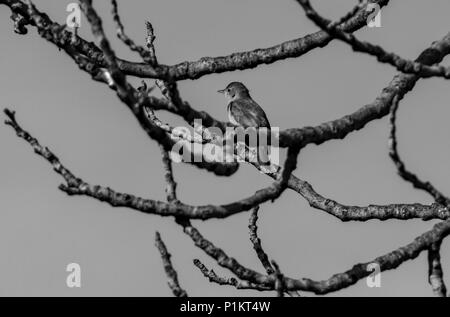 Luscinia megarhynchos, Usignolo appollaiate su un ramo Foto Stock