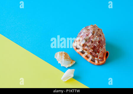 Tre conchiglie su una bicromia baclground. Copia dello spazio. Foto Stock