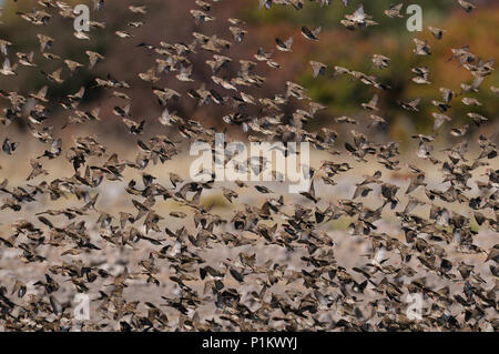 Redbilled quelea sciame di volare alto (quelea quelea), etosha nationalpark, Namibia Foto Stock