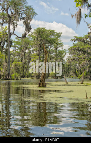 Paesaggio di palude; Breaux Bridge, Louisiana, Stati Uniti d'America Foto Stock