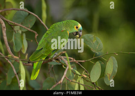 Blu-fronteggiata Parrot (Amazon aestiva) dal Brasile Centrale Foto Stock