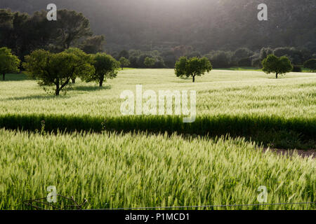 Alberi nel paesaggio di campagna, Mediterraneo, Mallorca Spagna Baleari Foto Stock