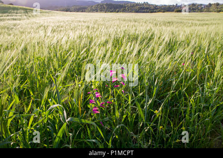 Campo erba di prato e fiori viola nel paesaggio di campagna, Mediterranea, clorofilla verde campo-paesaggio, sfondo Maiorca Isole Baleari Foto Stock