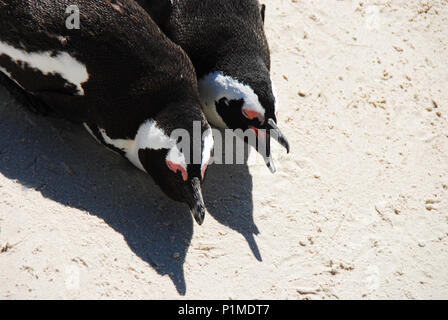 Boulders Beach, vicino a Città del Capo ha una selvaggia colonia di pinguini dove gli uccelli si accoppiano e allevare i loro piccoli. Qui è una coppia accoppiata in appoggio nella sabbia. Foto Stock