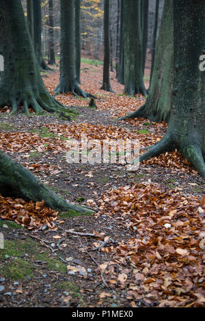 Escursioni sul percorso di legno nella foresta con foglie cadute in autunno Foto Stock