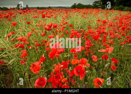Il papavero cresce in un campo vicino a Box, Wiltshire 05/06/18 Foto Stock