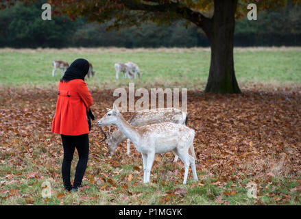 Daini relax e interagire i membri del pubblico a Richmond Park vicino a Londra. Foto Stock