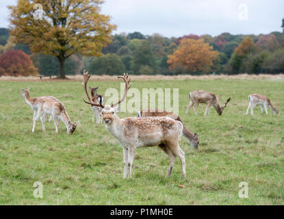Daini relax e interagire i membri del pubblico a Richmond Park vicino a Londra. Foto Stock