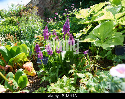 Macchiato di Madeira, orchidea Dactylorhiza foliosa in Foto Stock