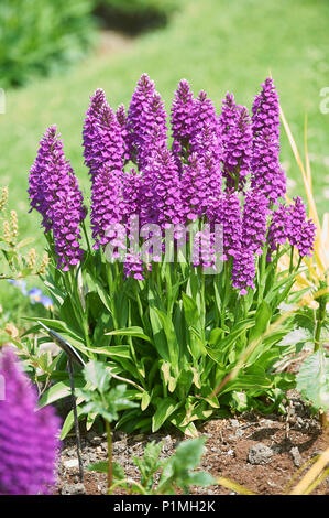 Macchiato di Madeira, orchidea Dactylorhiza foliosa in Foto Stock