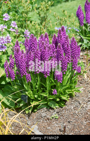 Macchiato di Madeira, orchidea Dactylorhiza foliosa in Foto Stock