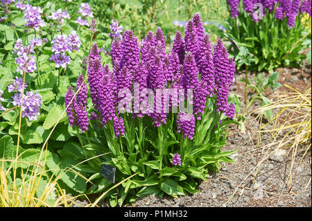 Macchiato di Madeira, orchidea Dactylorhiza foliosa in Foto Stock