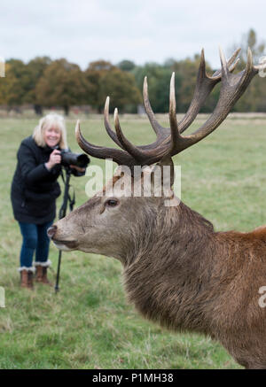 Red Deer durante la stagione di solchi a Richmond Park nella zona ovest di Londra. Foto Stock