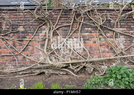 I rami e steli di glicini un vincolo saldo con su un muro di mattoni. Parsonage giardini, Didsbury, Manchester, Regno Unito Foto Stock