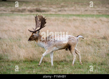 Daini relax e interagire i membri del pubblico a Richmond Park vicino a Londra. Foto Stock