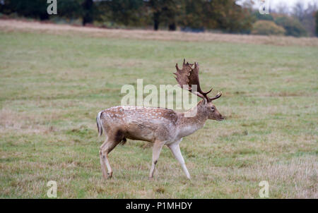 Daini relax e interagire i membri del pubblico a Richmond Park vicino a Londra. Foto Stock