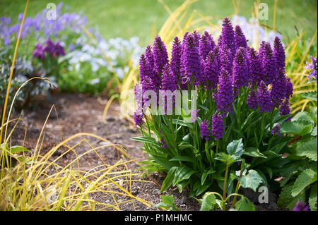 Macchiato di Madeira, orchidea Dactylorhiza foliosa in Foto Stock