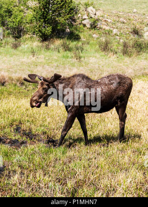 Wild Bull Moose (Alces alces); Kenosha Pass, Colorado centrale; USA Foto Stock