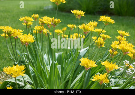 Allium "dolly" fioritura in un giardino formale, Holehird Gardens, Foto Stock