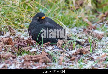Adulto Merlo comune (Turdus merula) sul gelo terreno coperto in inverno nel West Sussex, in Inghilterra, Regno Unito. Foto Stock