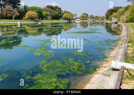 Le Alghe verdi in un lago dopo un clima caldo e in tarda primavera nel Parco Mewsbrook, Littlehampton, West Sussex, in Inghilterra, Regno Unito. Foto Stock