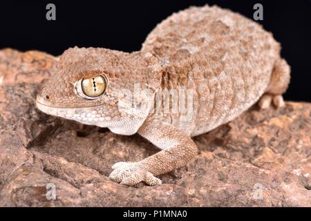 Il helmeted gecko (Tarentola chazaliae) è nativo per il Sahara occidentale, la Mauritania e il Marocco in zone vicino alla costa dove l'umidità è alta. Foto Stock