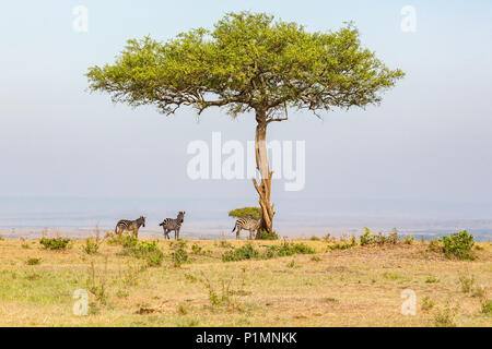 Albero solitario su Savannah con zebre Foto Stock