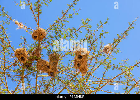 Tessitore di nidi di uccelli in una struttura ad albero Foto Stock