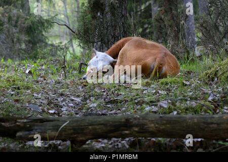 Vitello in appoggio su un pascolo di foresta in Finlandia. Foto Stock