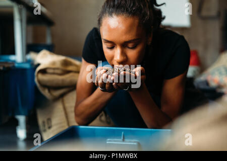 Donna di esame e odorare l aroma dei chicchi di caffè sulle mani Foto Stock