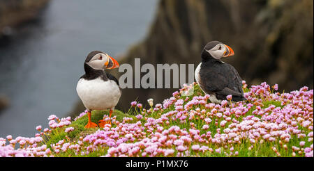 Due Atlantic pulcinelle di mare (Fratercula arctica) in allevamento piumaggio sulla scogliera in colonie di uccelli marini a Sumburgh Head, isole Shetland, Scotland, Regno Unito Foto Stock