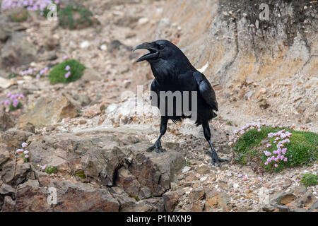 Comune di raven / nord del corvo imperiale (Corvus corax) chiamando da scogliera sul mare lungo la costa scozzese, Scotland, Regno Unito Foto Stock