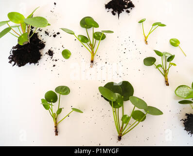 Le talee da un pilea peperomioides o pancake impianto su sfondo bianco Foto Stock