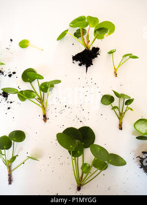 Le talee da un pilea peperomioides o pancake impianto su sfondo bianco Foto Stock