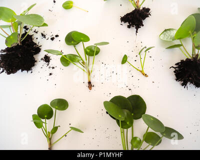 Le talee da un pilea peperomioides o pancake impianto su sfondo bianco Foto Stock