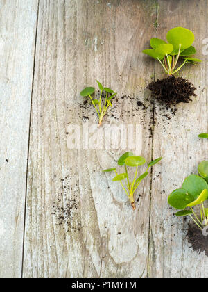 Le talee da un pilea peperomioides o pancake impianto su un sfondo di legno Foto Stock