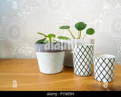 Baby pilea peperomioides o pancake piante ( Urticaceae) e striato tè titolari di luce su una tavola di legno Foto Stock