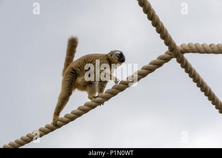 Rosso fiammante lemure lo Zoo di Calgary Alberta Canada Foto Stock