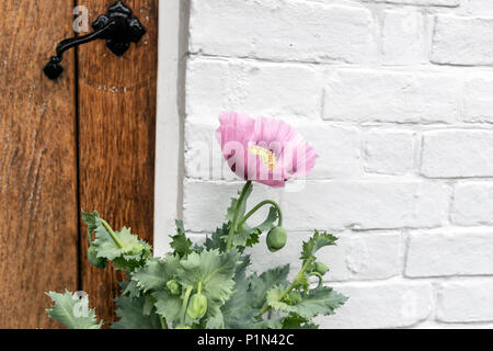 Rosa Papaver in una casa nel Pintoresque Chapel Hill, Lewes, East Sussex, England, Regno Unito Foto Stock