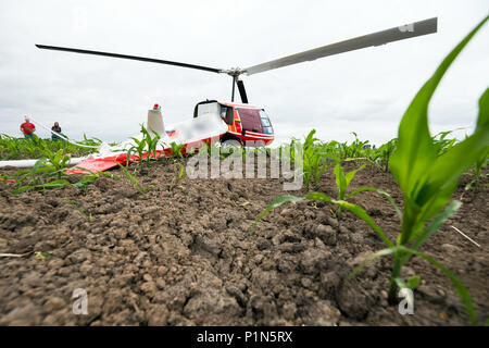 Berna, Germania. 12 GIU, 2018. 12 giugno 2018, Germania, Berna: un Enstrom F-28F elicottero dopo un atterraggio di emergenza in un campo di granoturco nei pressi di Berna a causa di un guasto del motore. Entrambe le persone a bordo è rimasta intatta. Foto: Mohssen Assanimoghaddam/dpa Credito: dpa picture alliance/Alamy Live News Foto Stock