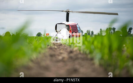 Berna, Germania. 12 GIU, 2018. 12 giugno 2018, Germania, Berna: un Enstrom F-28F elicottero dopo un atterraggio di emergenza in un campo di granoturco nei pressi di Berna a causa di un guasto del motore. Entrambe le persone a bordo è rimasta intatta. Foto: Mohssen Assanimoghaddam/dpa Credito: dpa picture alliance/Alamy Live News Foto Stock