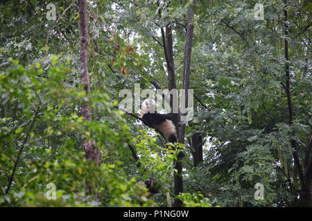 Chengdu Chengdu, in Cina. 11 Giugno, 2018. Chengdu, Cina-11th Giugno 2018: un panda gigante si arrampica all'albero a Chengdu Research Base del Panda Gigante di allevamento in Chengdu, Cina sud-occidentale della provincia di Sichuan. Credito: SIPA Asia/ZUMA filo/Alamy Live News Foto Stock